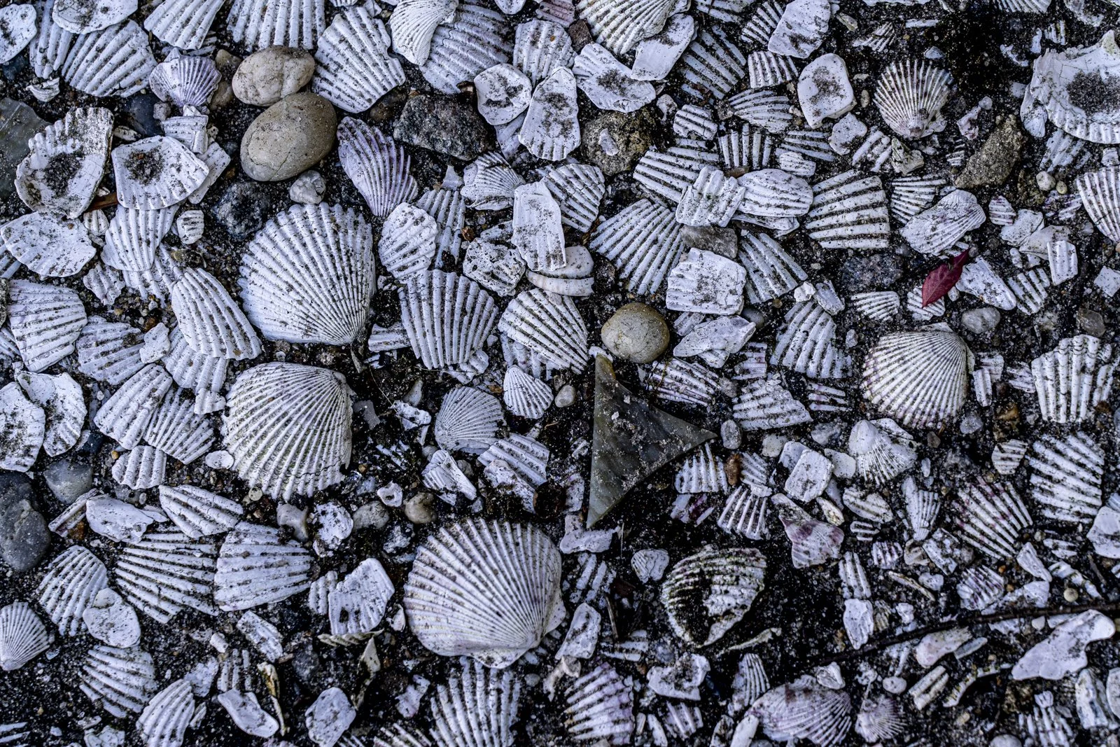 Many seashells and chunks of seashells in dirt.