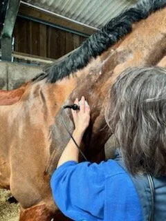 Person drawing a star on a brown horse with a black mane using a black marker