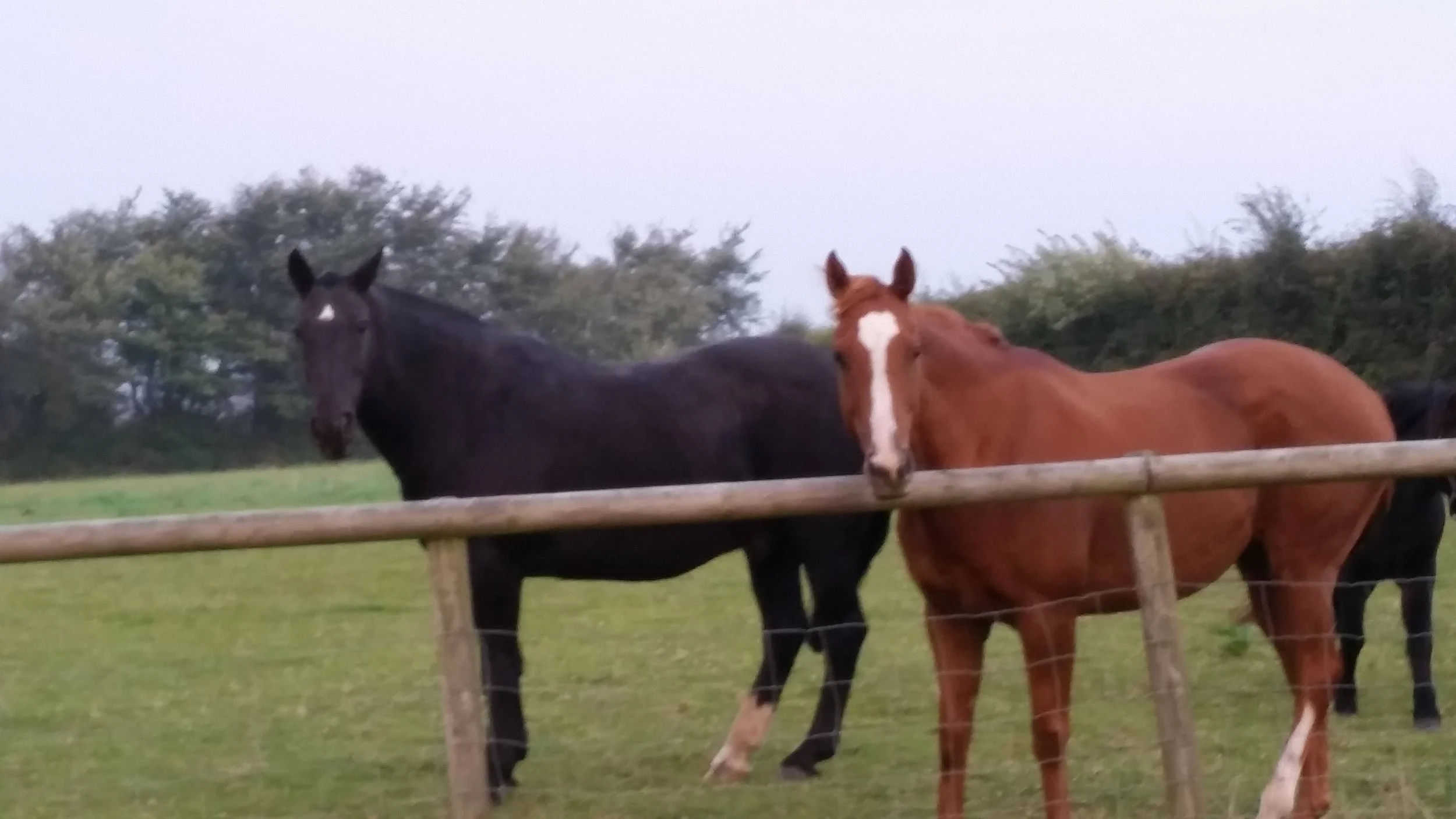 Two horses, one black and one chestnut with a white stripe on its face, standing behind a wooden and wire fence in a grassy field with trees in the background.