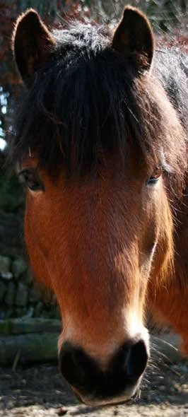 Close-up of a brown horse's face outdoors with trees in the background.