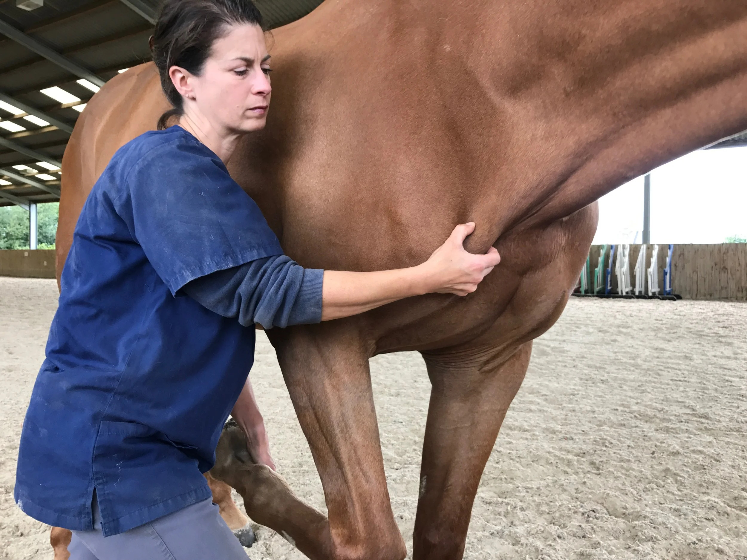 A woman in blue scrubs inspecting or caring for a large brown horse in an indoor riding arena.