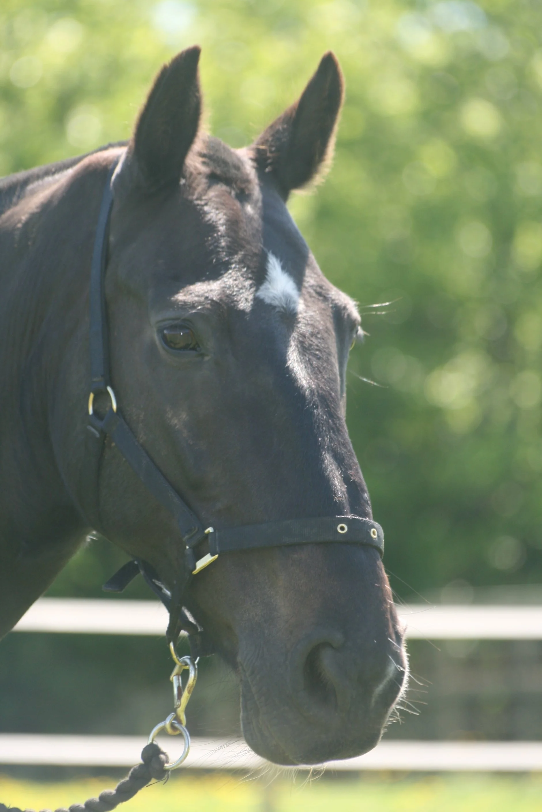 Close-up of a black horse with a white marking on its forehead, standing outdoors on a sunny day with blurred green trees in the background.
