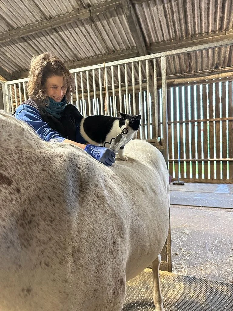 A woman, wearing blue gloves and a dark vest, is holding a syringe and preparing to give an injection to a black and white cat on a cow's back inside a barn with wooden stalls.
