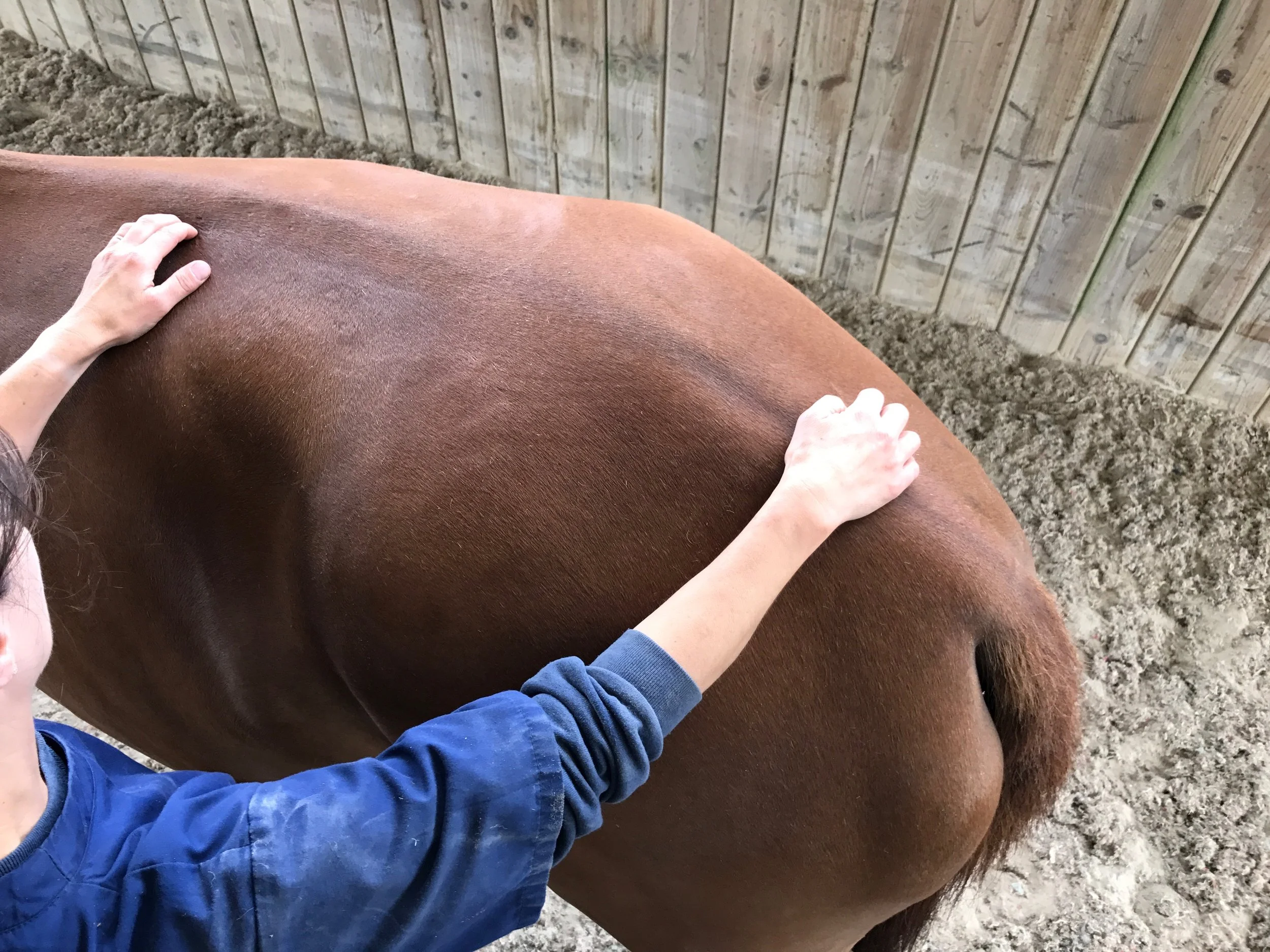 An equine physio demonstrating lateral spinal flexion as part of a  massage treatment  to a horse