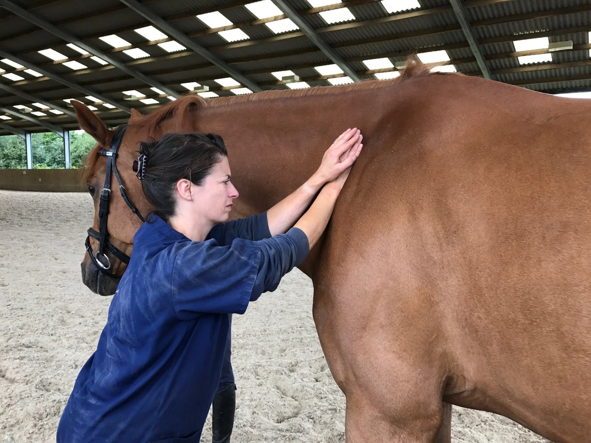 A woman in a blue jacket examining the shoulder of a chestnut horse inside an indoor riding arena.
