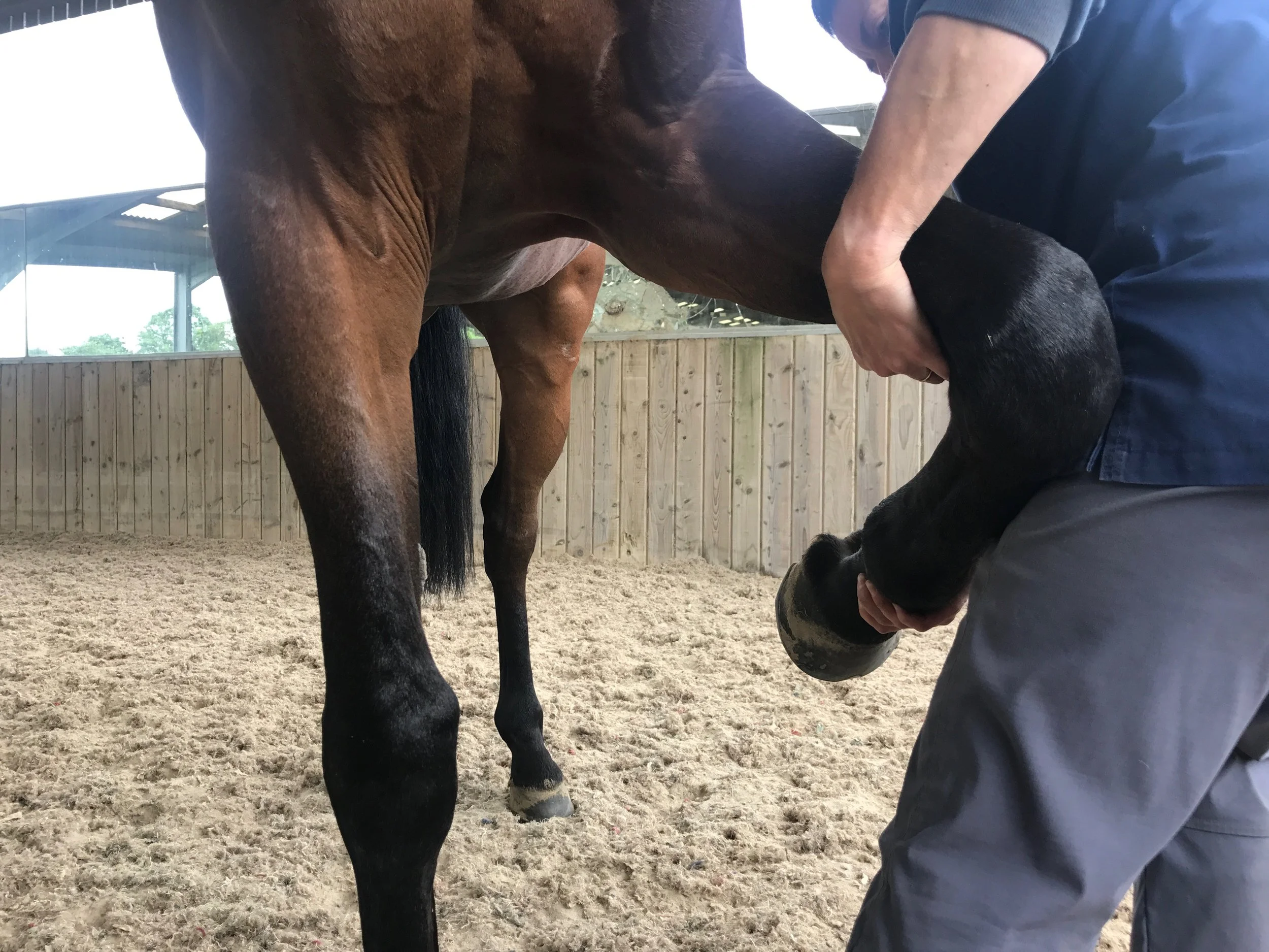 Equine therapist performing a forelimb abduction stretch on a horse