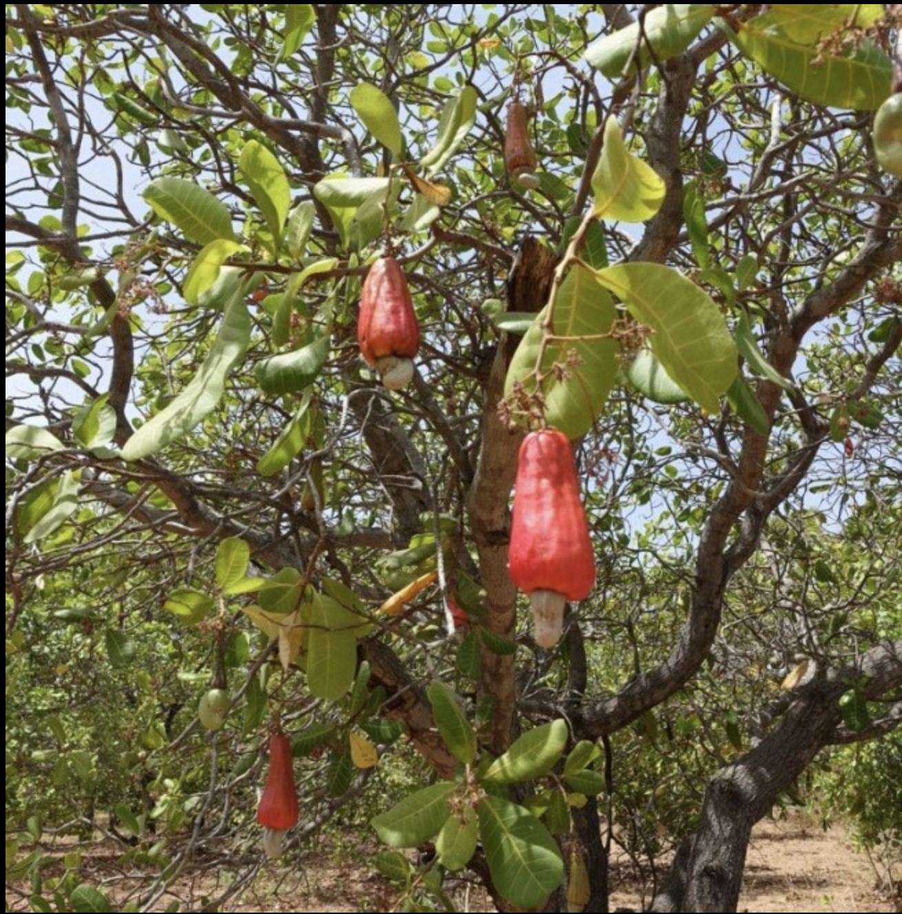 A tree with green leaves and red, bell-shaped flowers hanging from its branches.