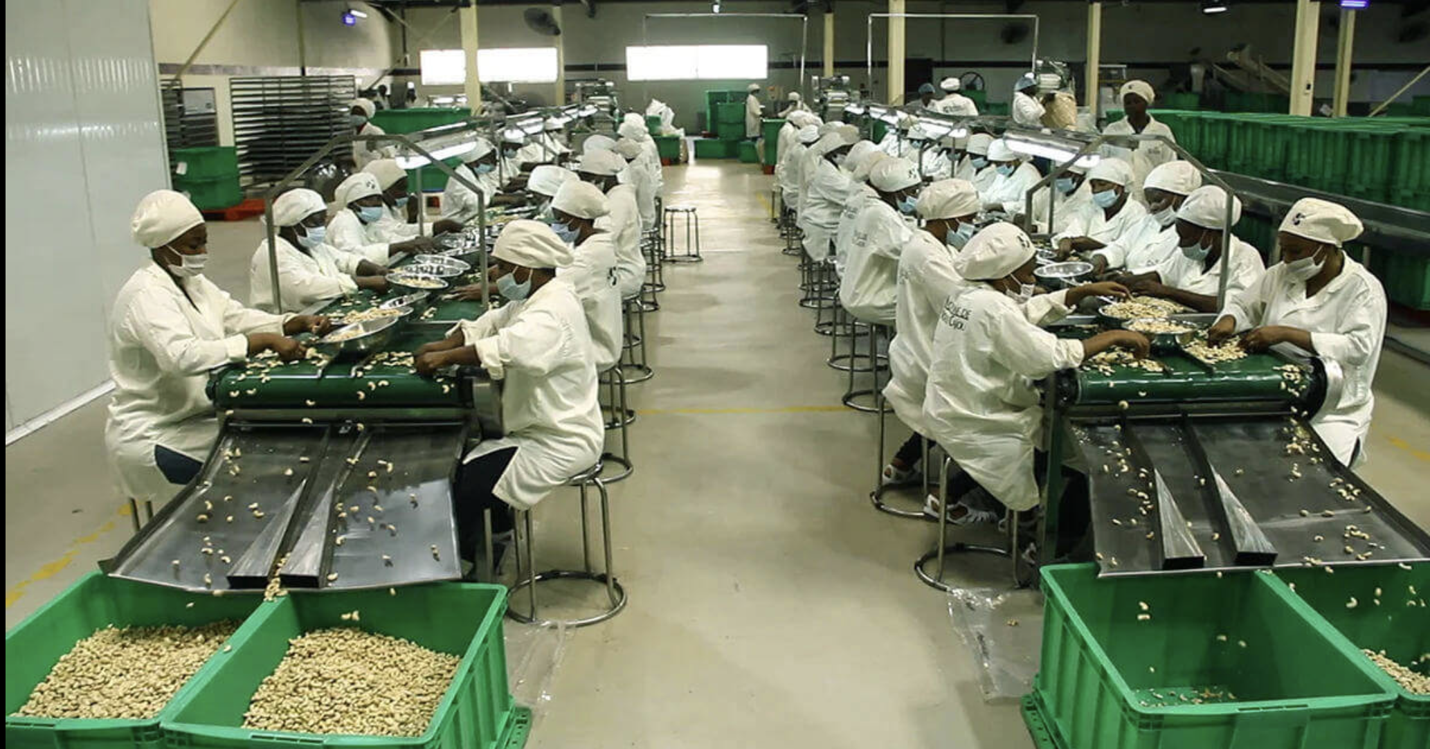 Workers in white uniforms and caps working at a peanut processing facility, sorting peanuts on conveyor belts, with green bins and industrial equipment in the background.