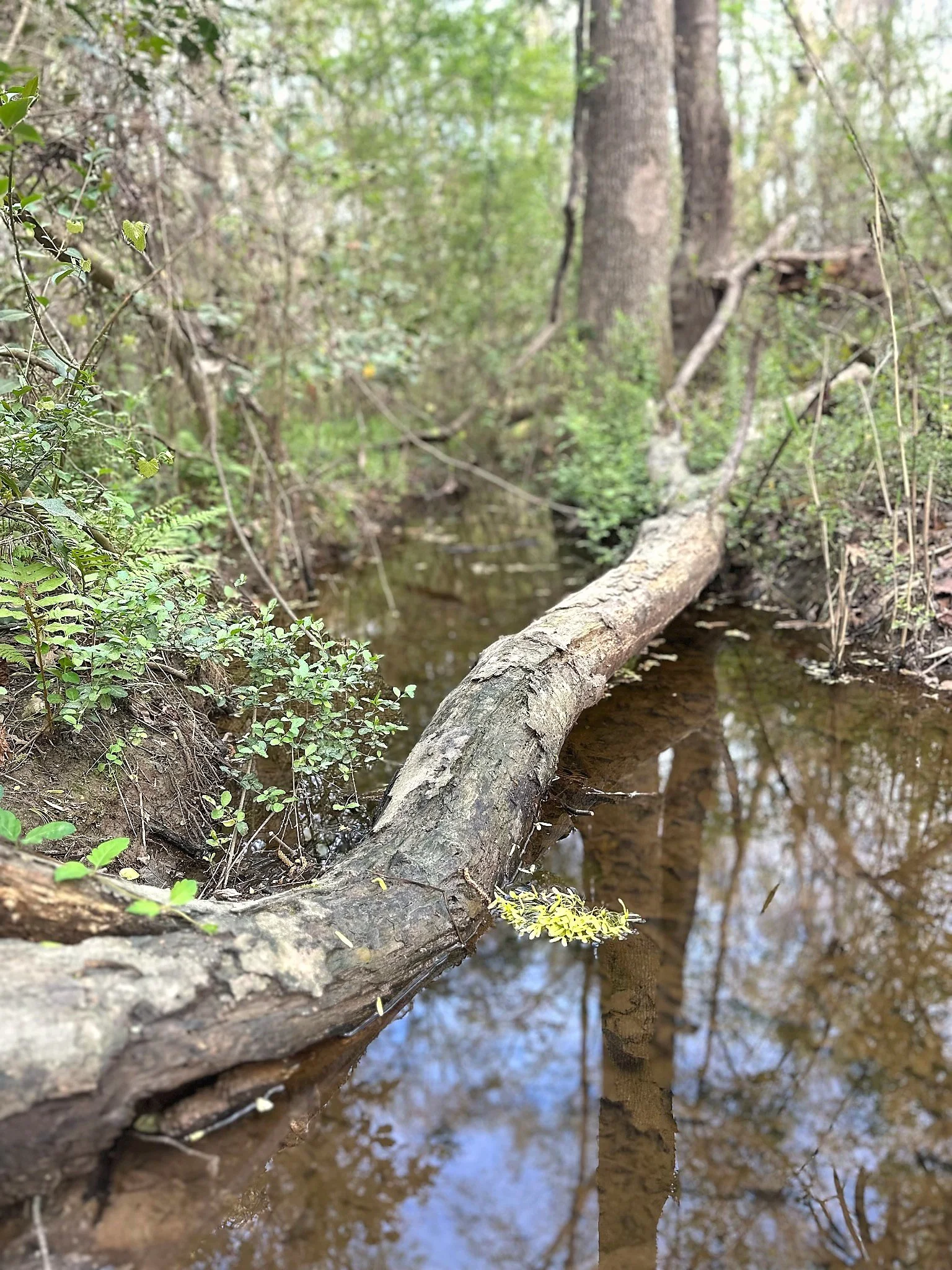 A fallen tree trunk partially submerged in a small creek within a wooded area.