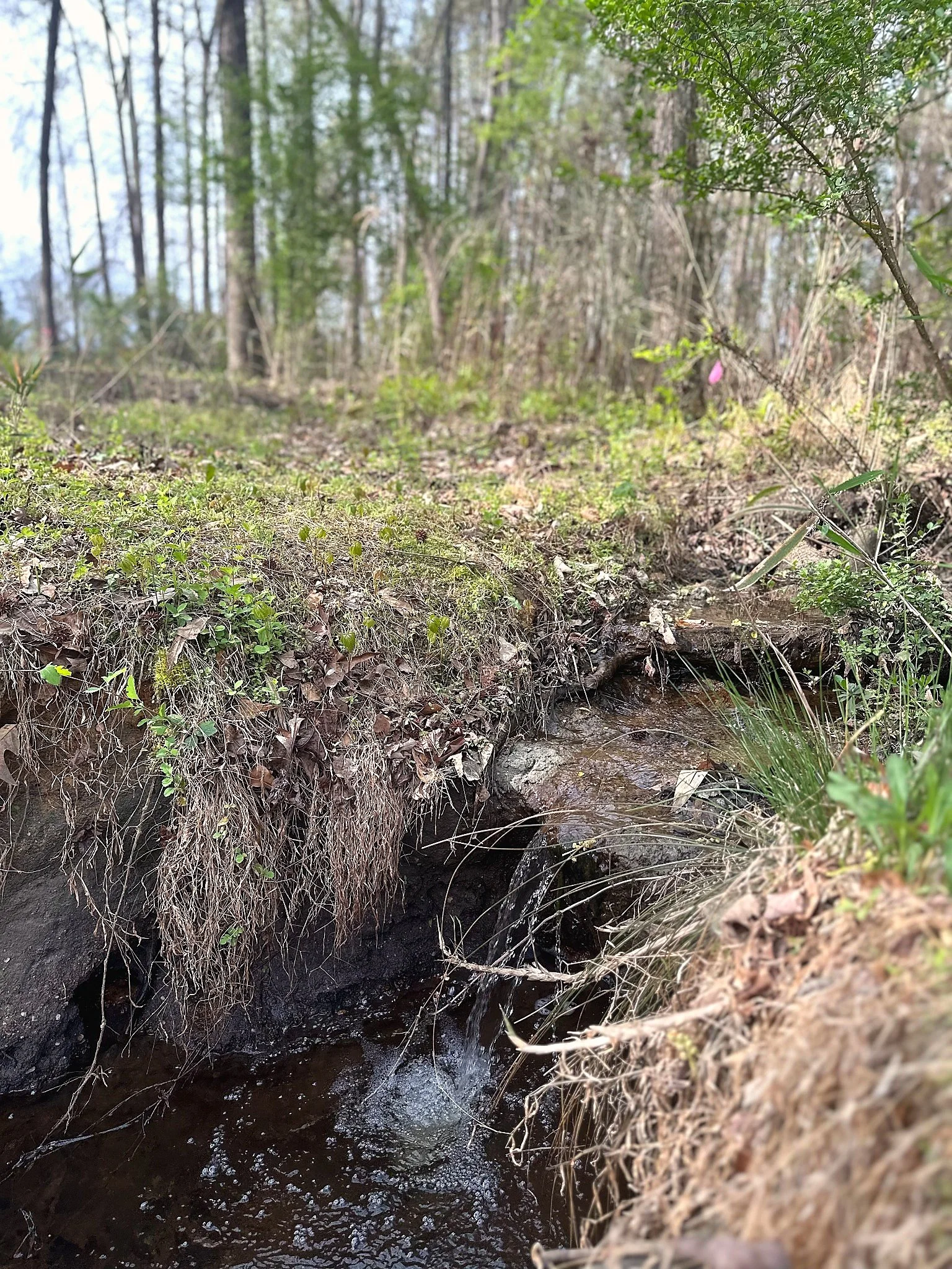 Close-up of a small creek or stream flowing through a forest with trees and green plants in the background.