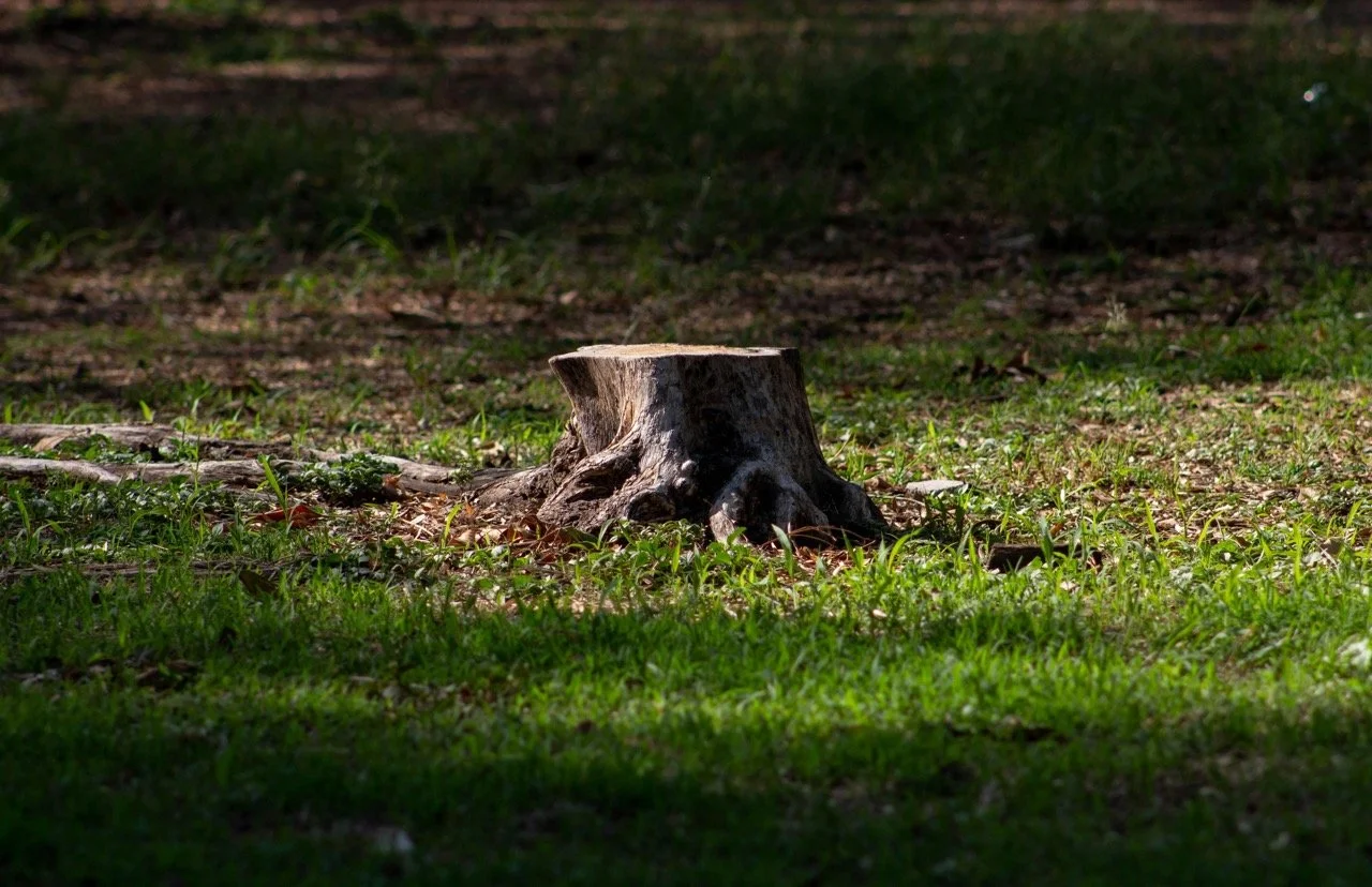Tree stump on grassy ground with shadows and sunlight.
