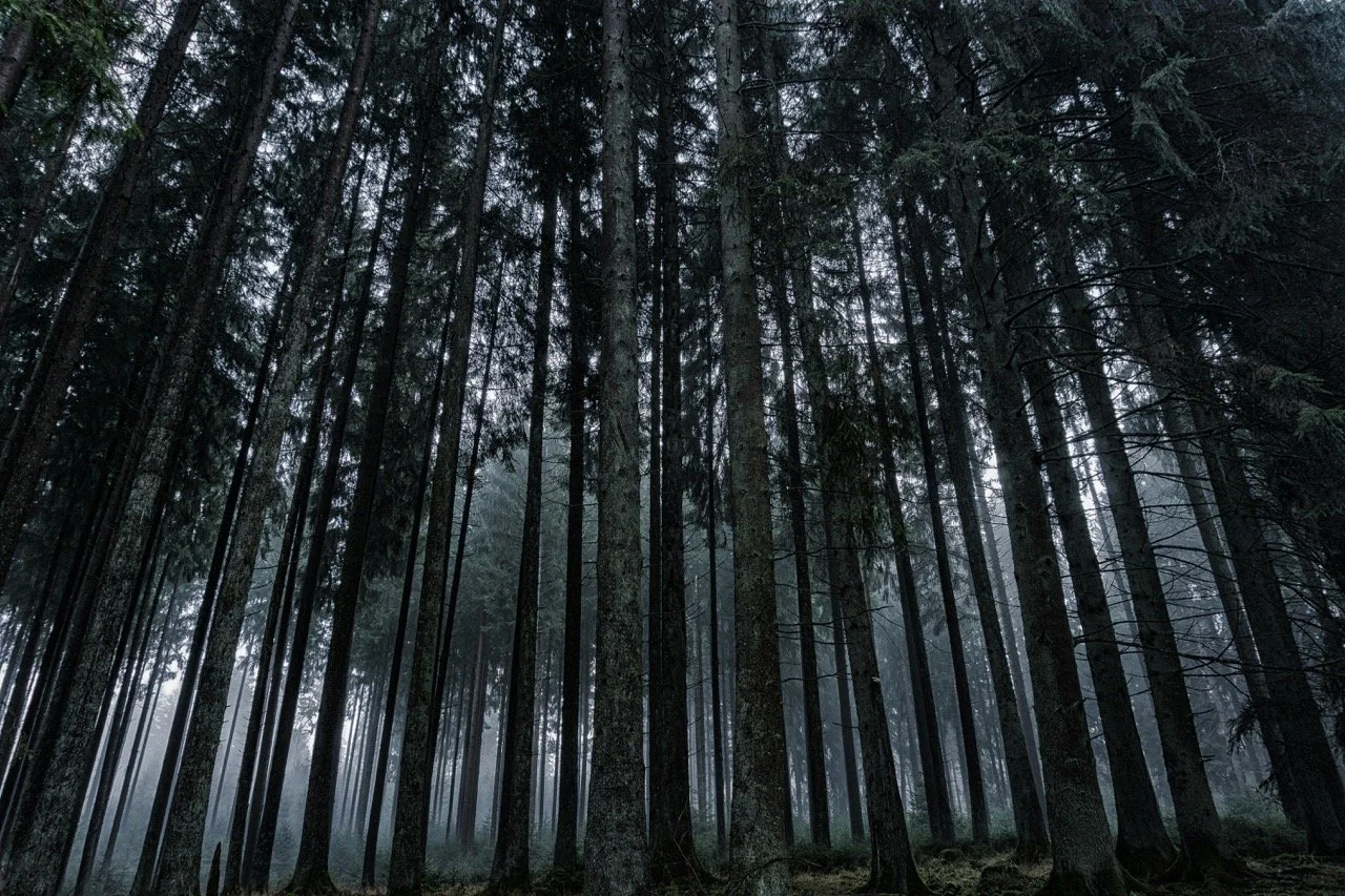 A dense forest with tall, dark trees and fog.