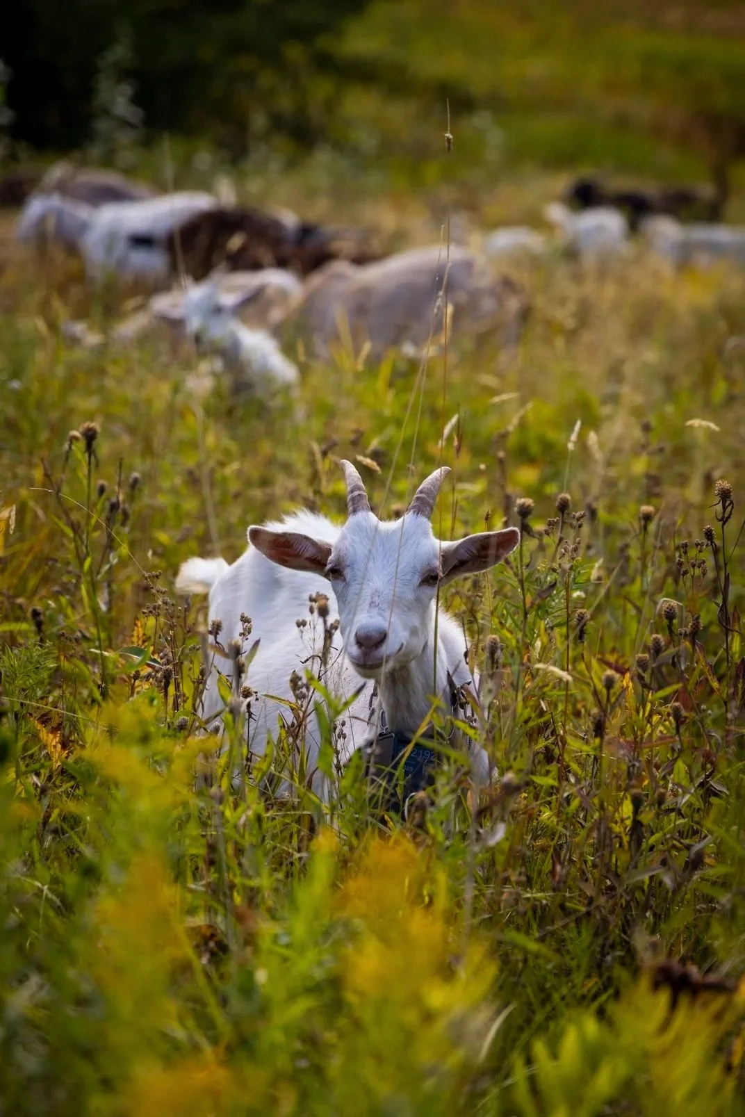 Small white goat for hire performing natural brush clearing and goat grazing services in brushy field helping sustainable vegetation management