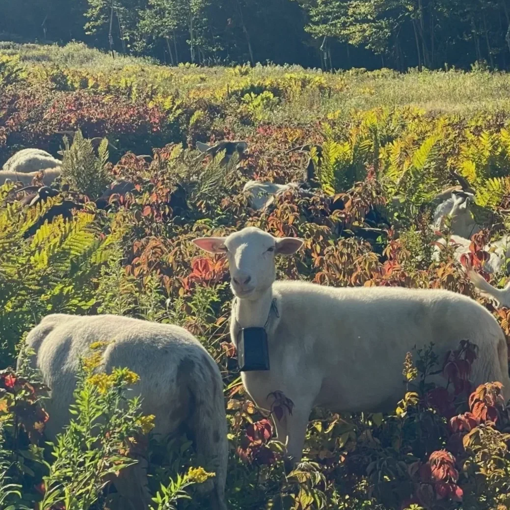 A group of white sheep grazing in a colorful, leafy field during daytime working on brush clearing and vegetation management at Jay Peak Resort. One sheep in the foreground looks directly at the camera.