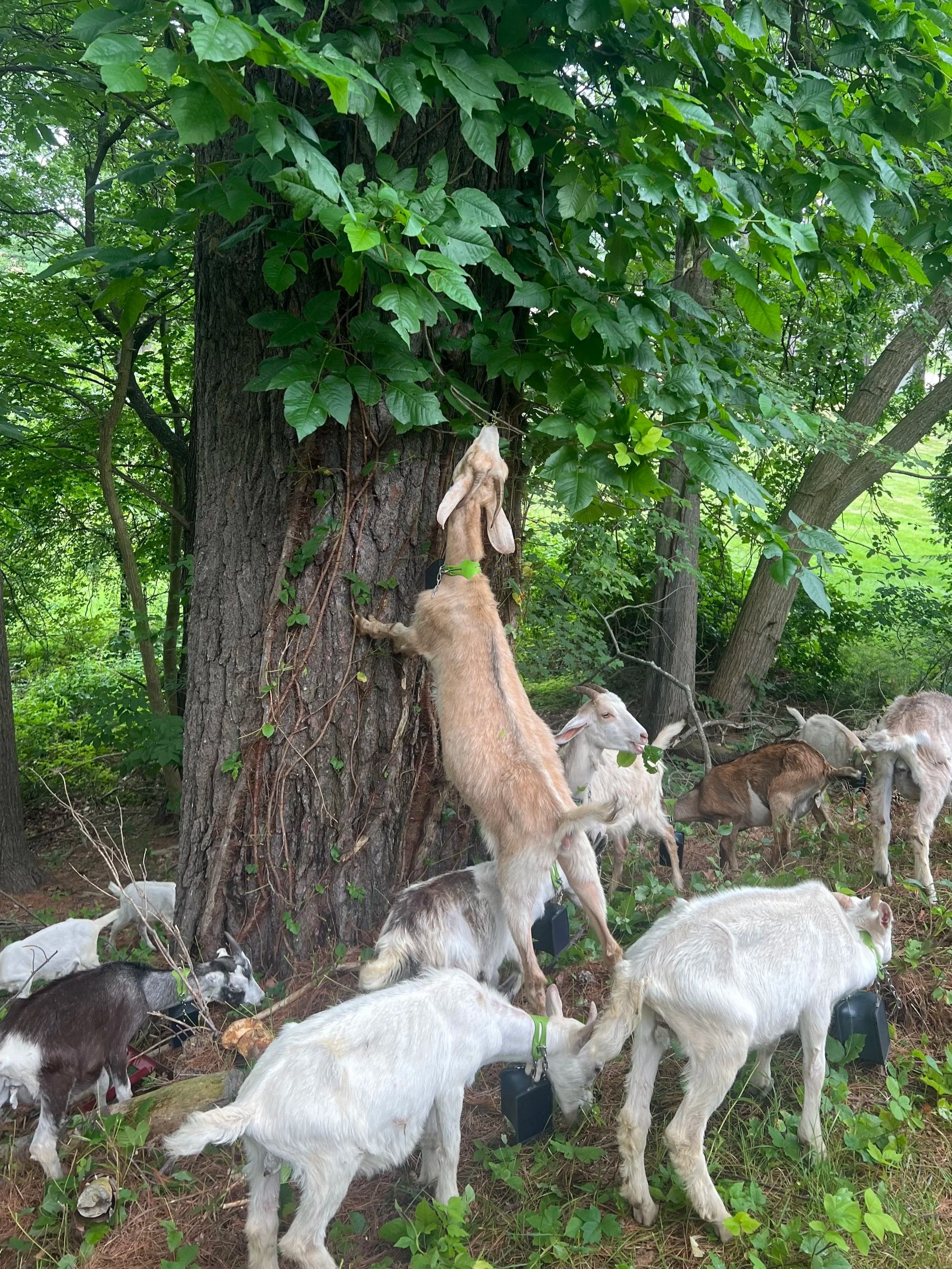 Goat climbing up on tree to eat poison ivy and other invasive and problematic species with targeted grazing.