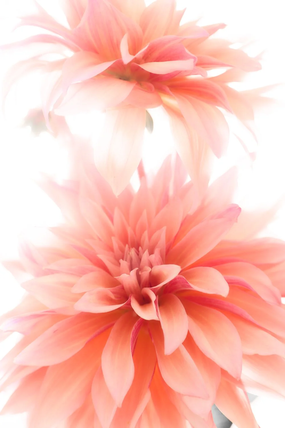 260813_flowertest_Capture_0040.jpg