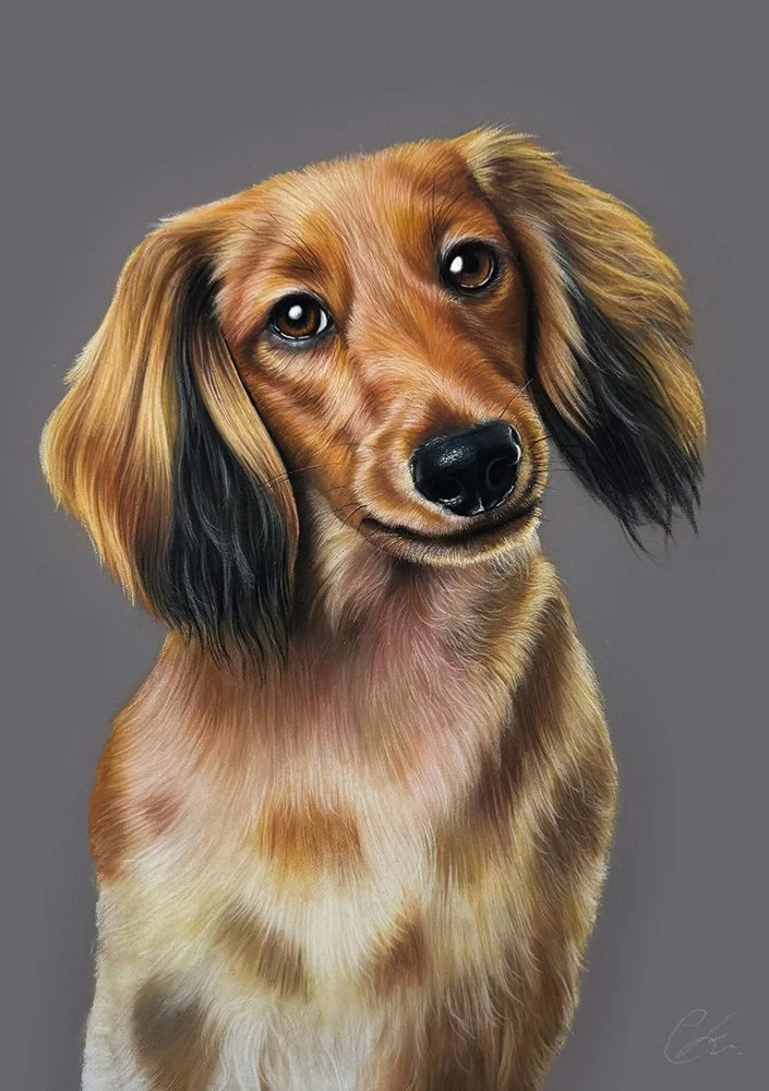Soft pencil portrait of long-haired Dachshund on grey background 30x40cm