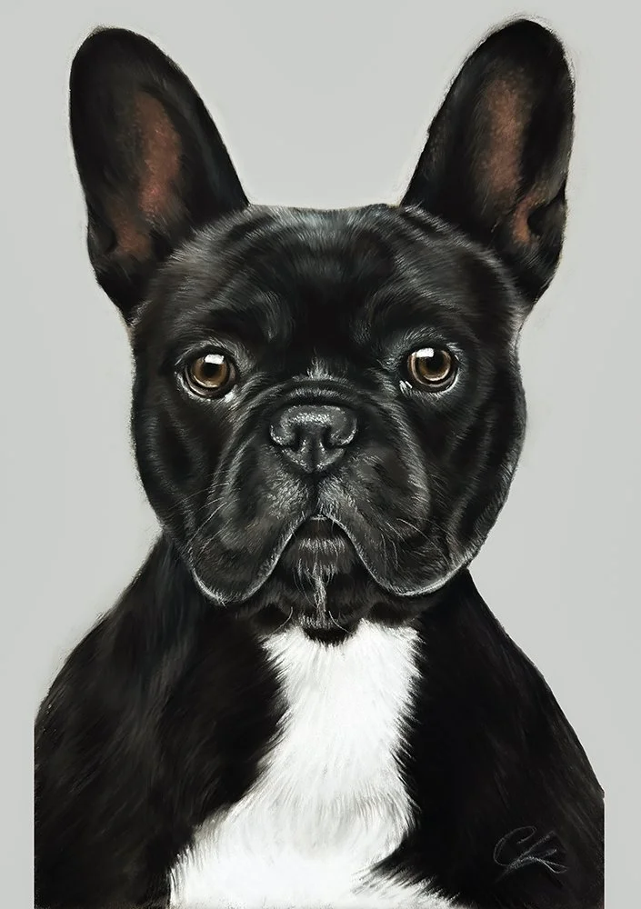 Soft pencil portrait of French Bulldog A4