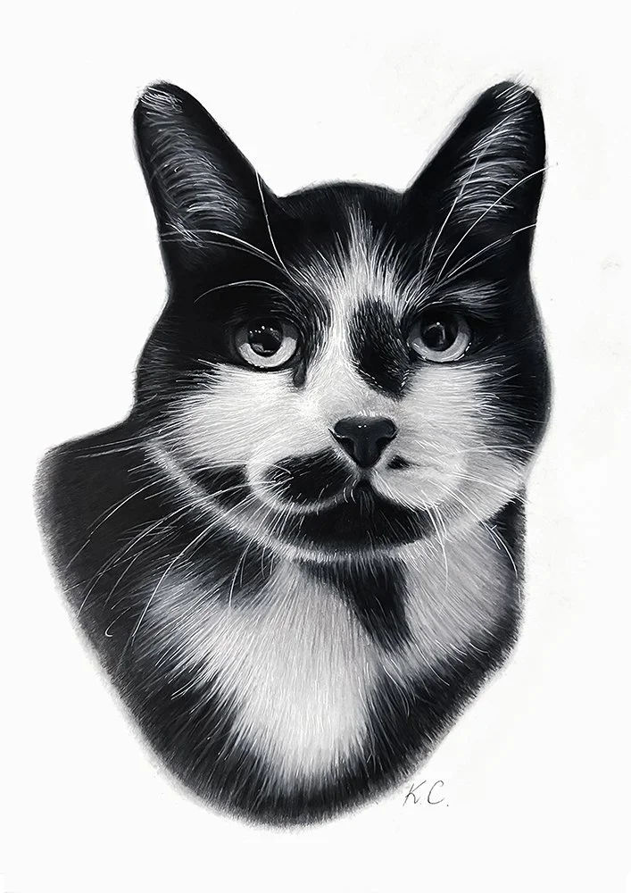 Soft pencil portrait og black and white cat A3