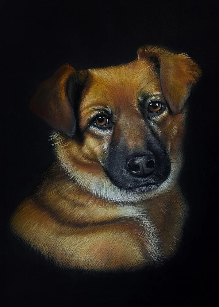 Soft pencil portrait of a brown dog with black markings on a black background 50x70cm