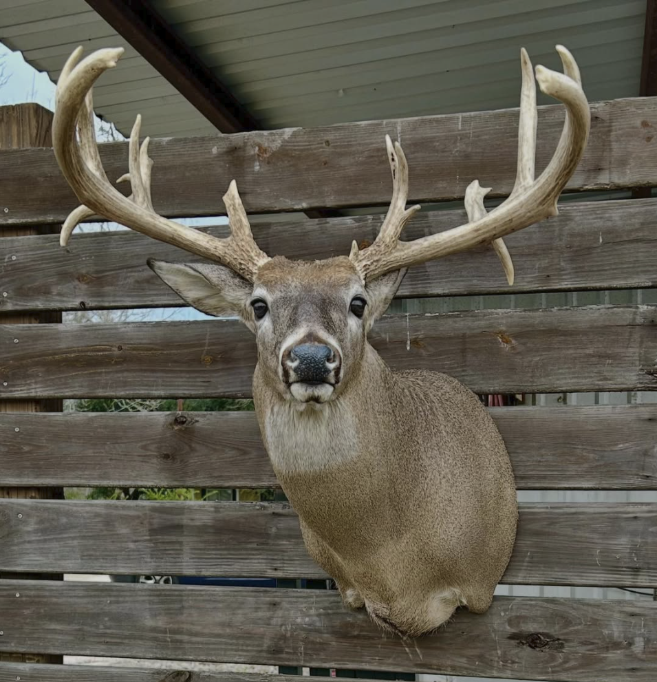Mounted deer head with antlers on a wooden fence.