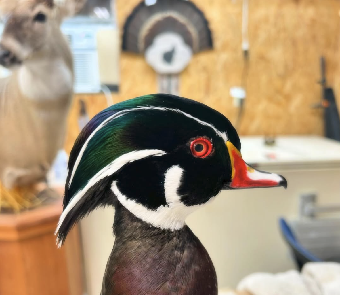 Close-up of a wood duck with colorful plumage and a red eye in an indoor setting.