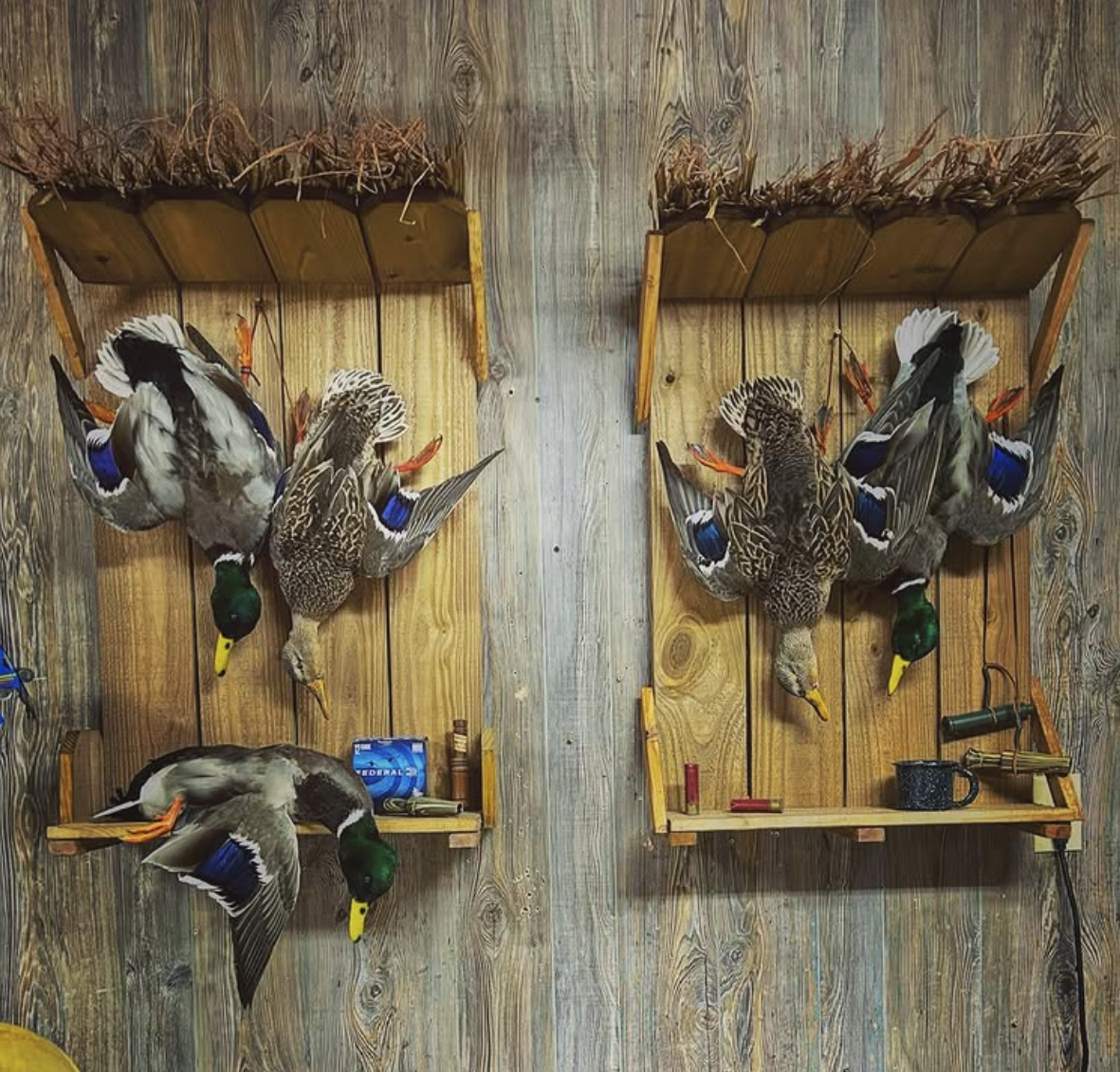 Two wooden mounts with dead ducks hung upside down, with a shelf holding a box and a mug beneath each mount, attached to a wooden wall.