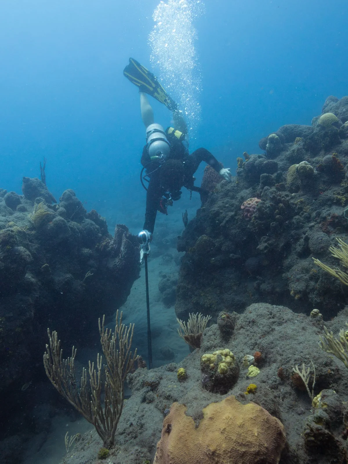 Saba’s Coral Reefs