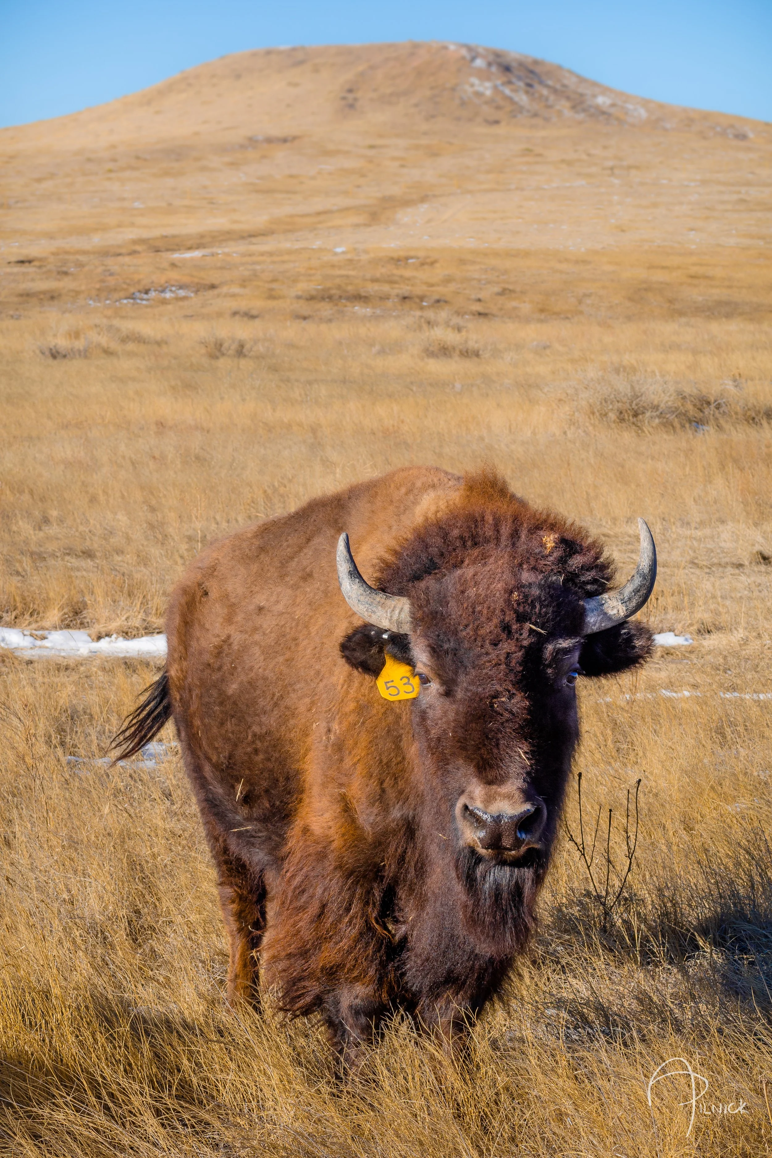 bison-of-soapstone-prairie-fort-collins-co_23569839606_o.jpg