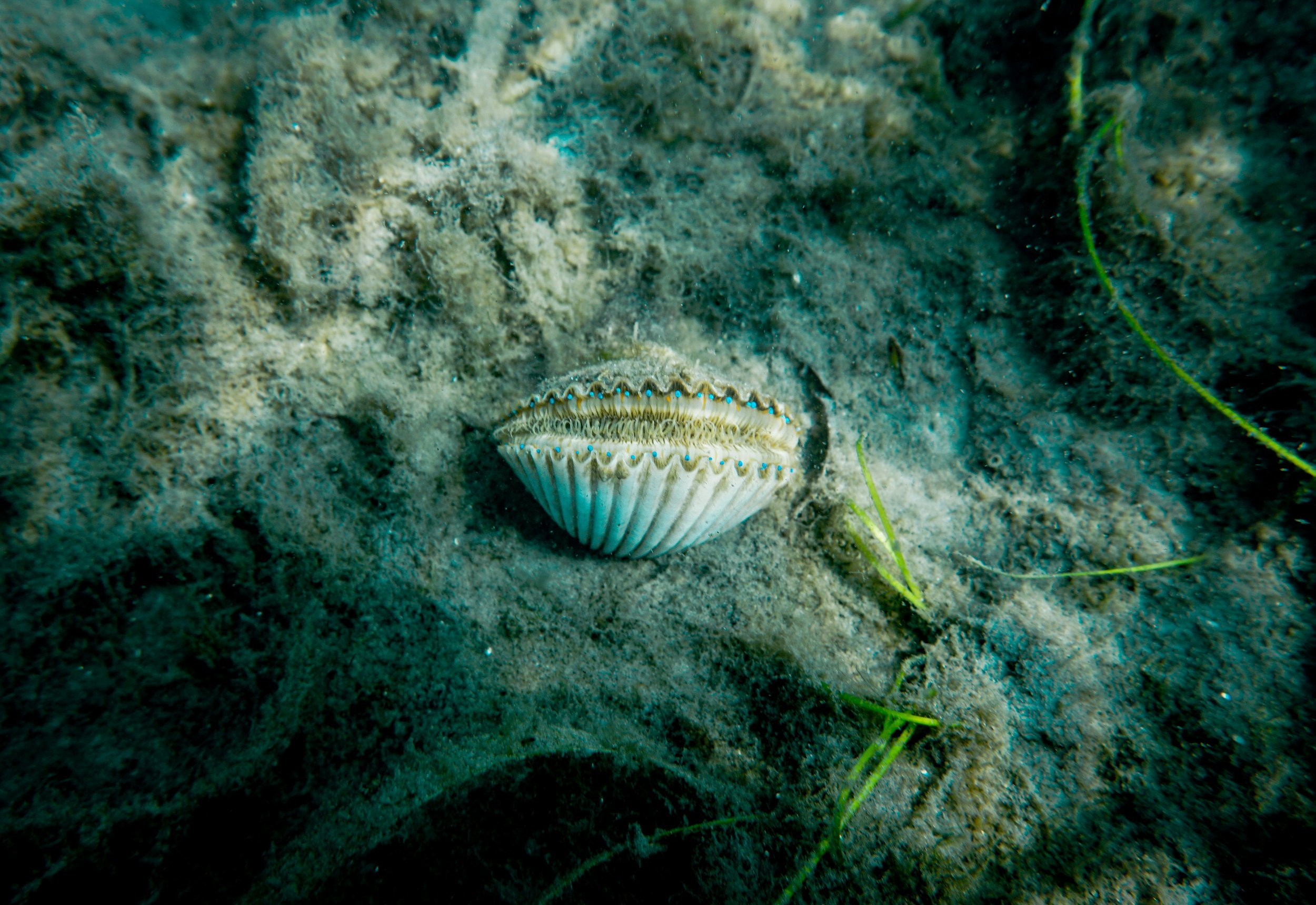 Underwater scene with a scallop shell on the sandy ocean floor, surrounded by some green seagrass and rocks.