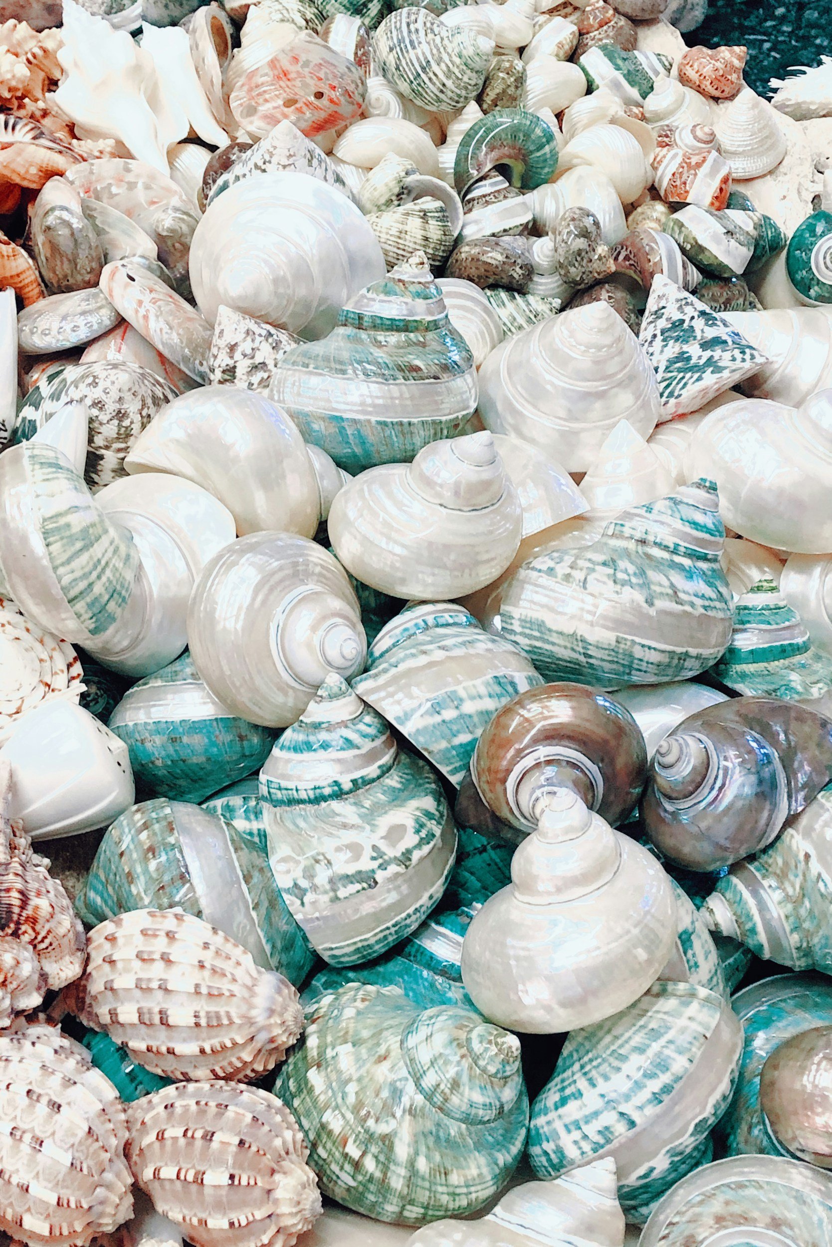 A large collection of various seashells, including conch shells, scallop shells, and turban shells, with different colors, shapes, and patterns.