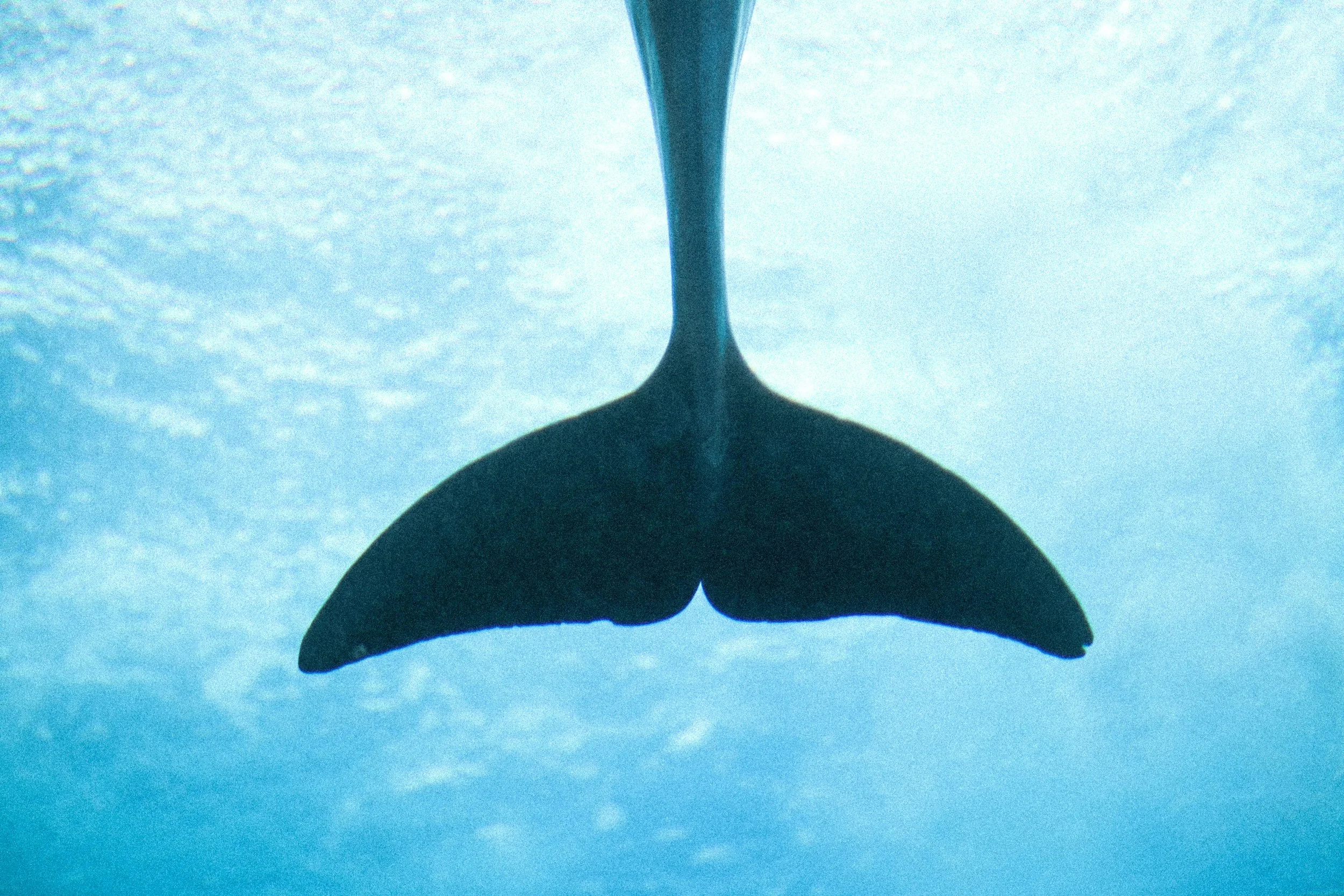 A whale's tail breaking the water surface from underwater view.