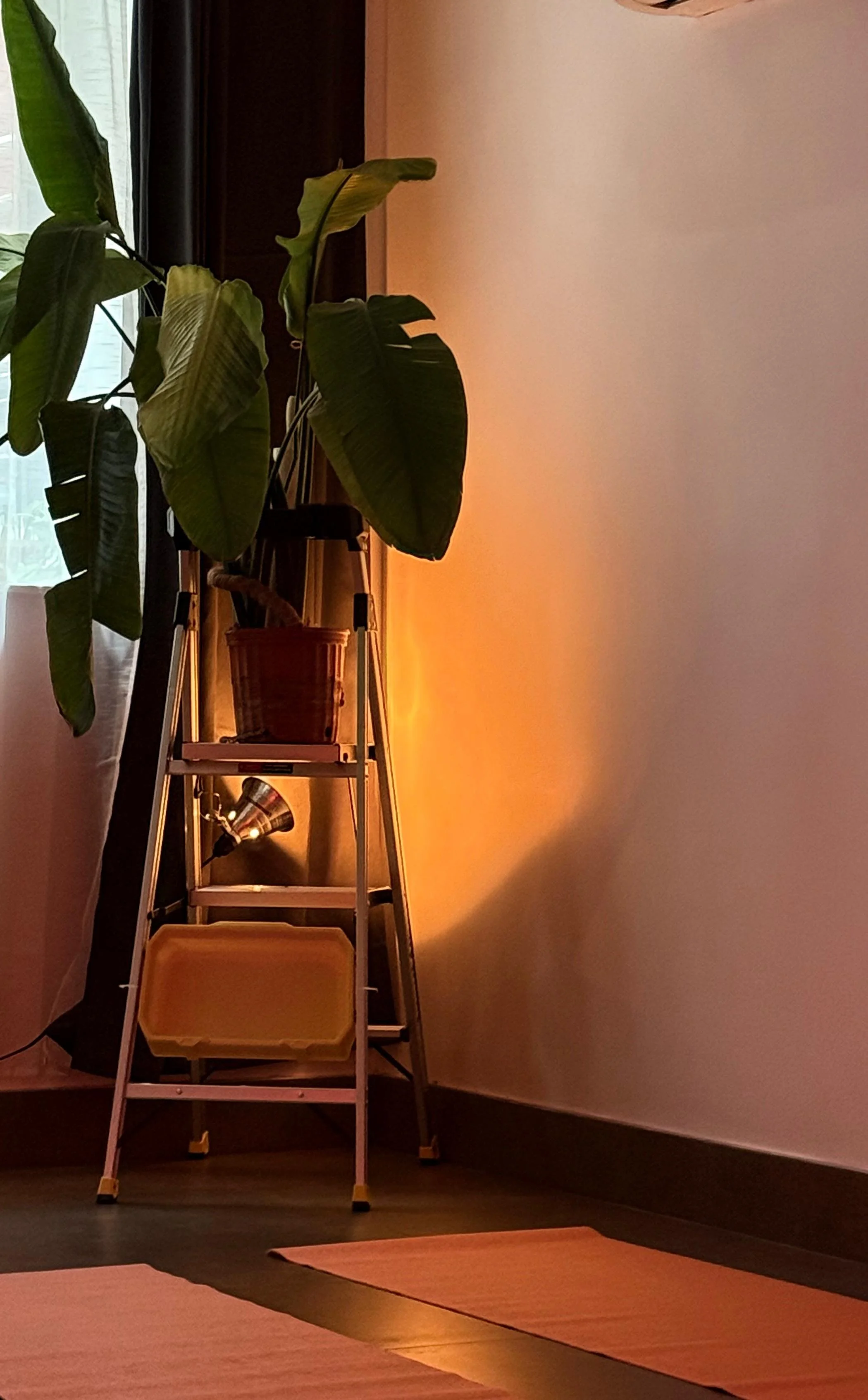 A tall potted plant on a stepladder near a window with sheer curtains. There is a yellow tray on the bottom step and a small metallic object on another step, with warm lighting creating a cozy atmosphere.
