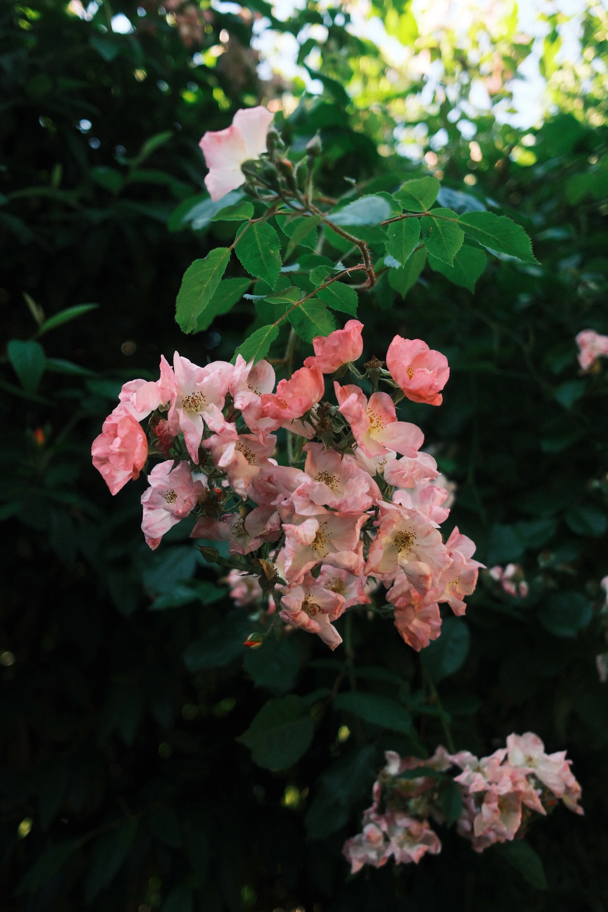 DSCF8914.jpg