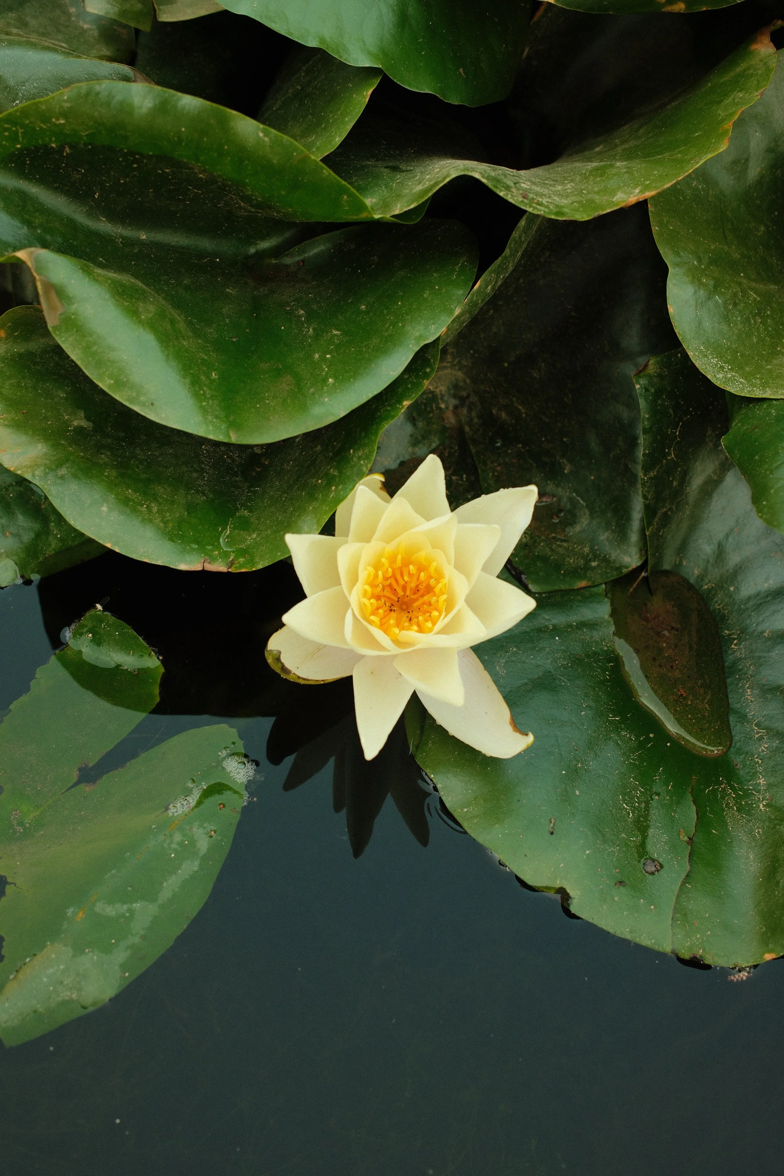 DSCF9772.jpg