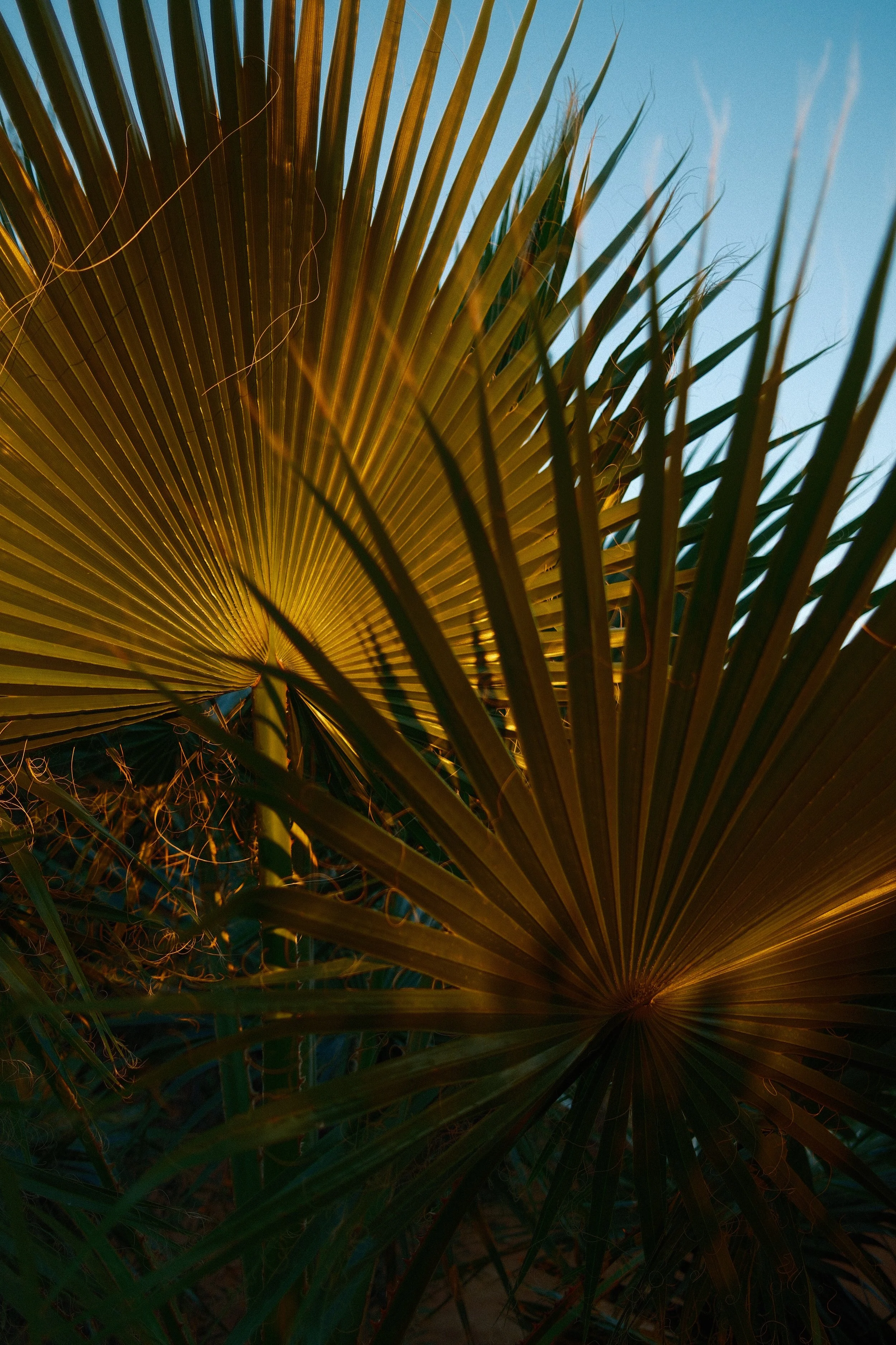DSCF9065.jpg