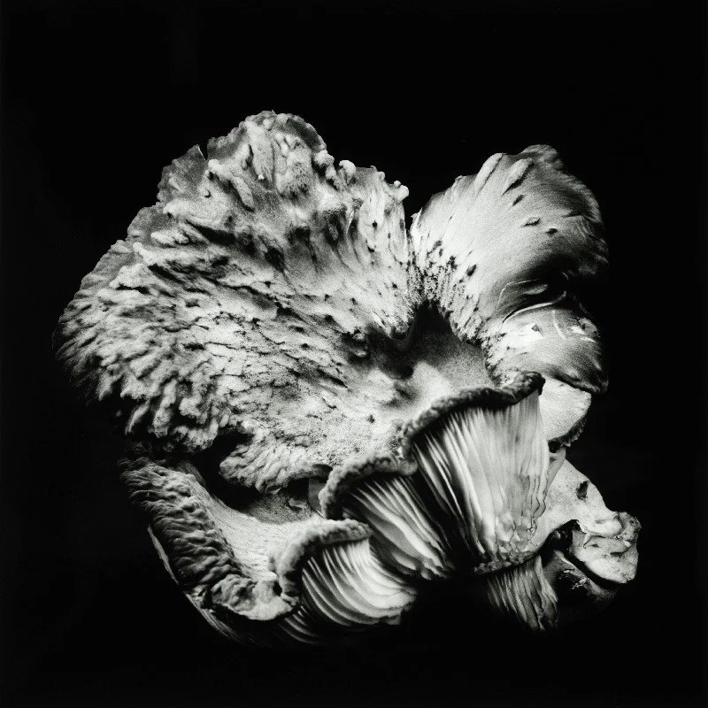 Oyster-Mushroom-47.jpg