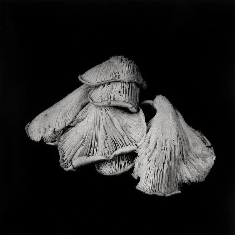 Oyster-Mushroom-24.jpg