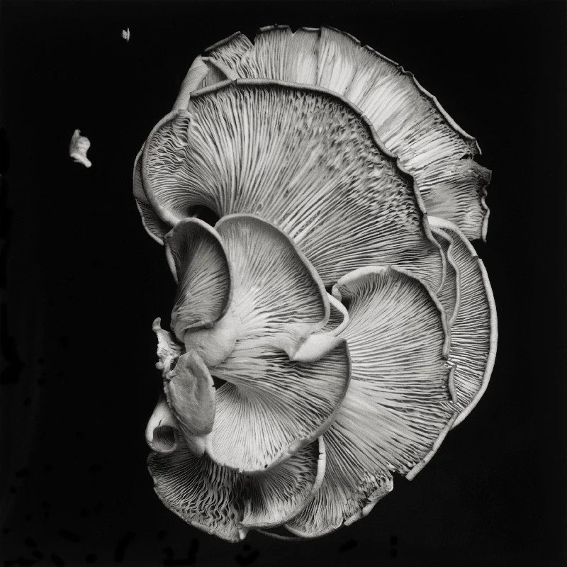 Oyster-Mushroom-1-2.jpg