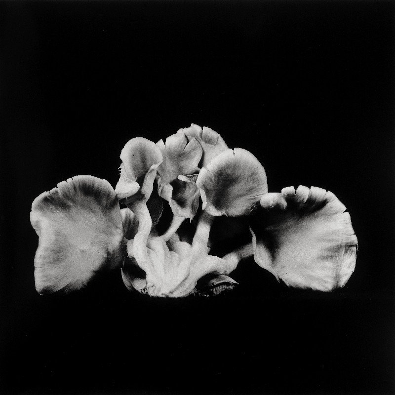 Oyster-Mushroom-23.jpg