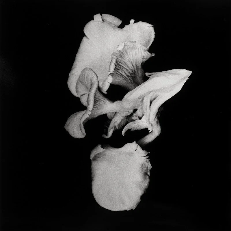 Oyster-Mushroom-22.jpg