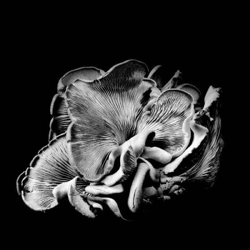 Oyster-Mushroom-21.jpg