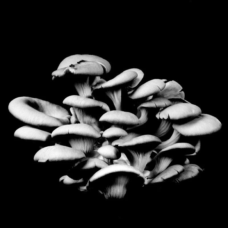 Oyster-Mushroom-20.jpg