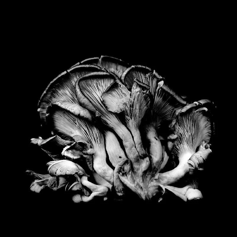 Oyster-Mushroom-19.jpg