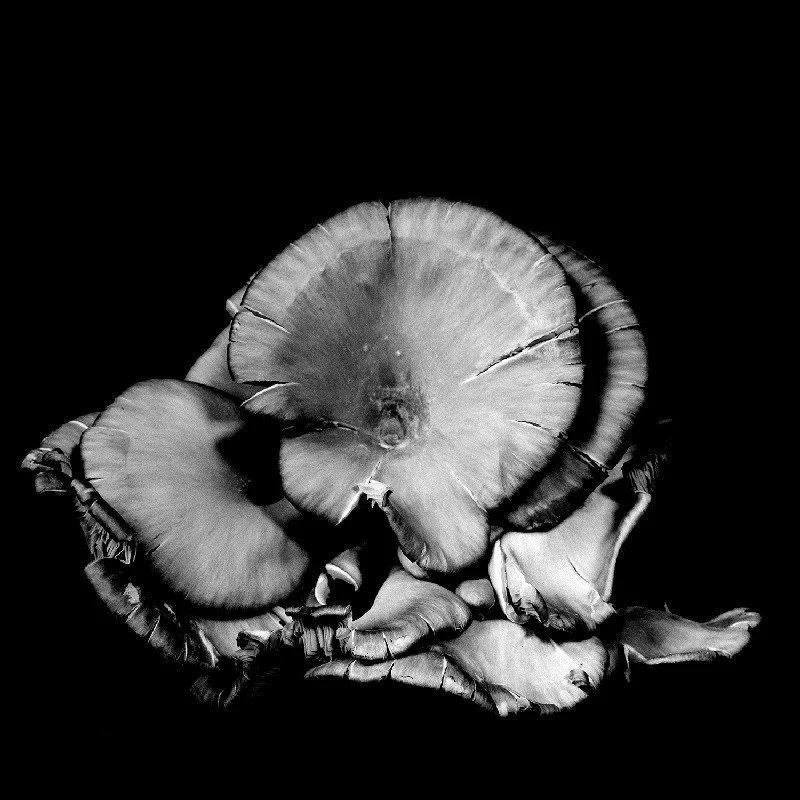 Oyster-Mushroom-18.jpg
