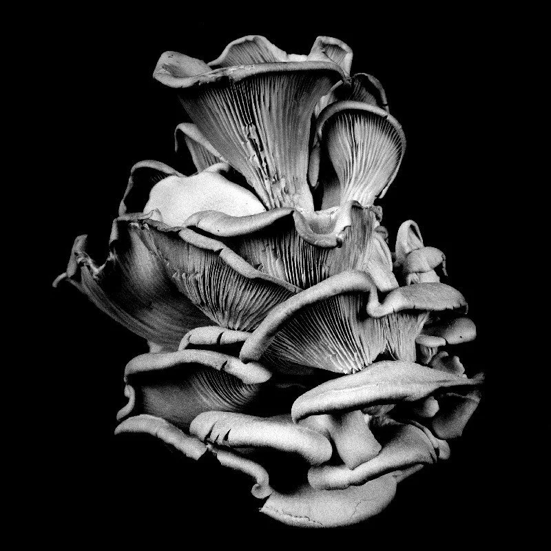 Oyster-Mushroom-17.jpg