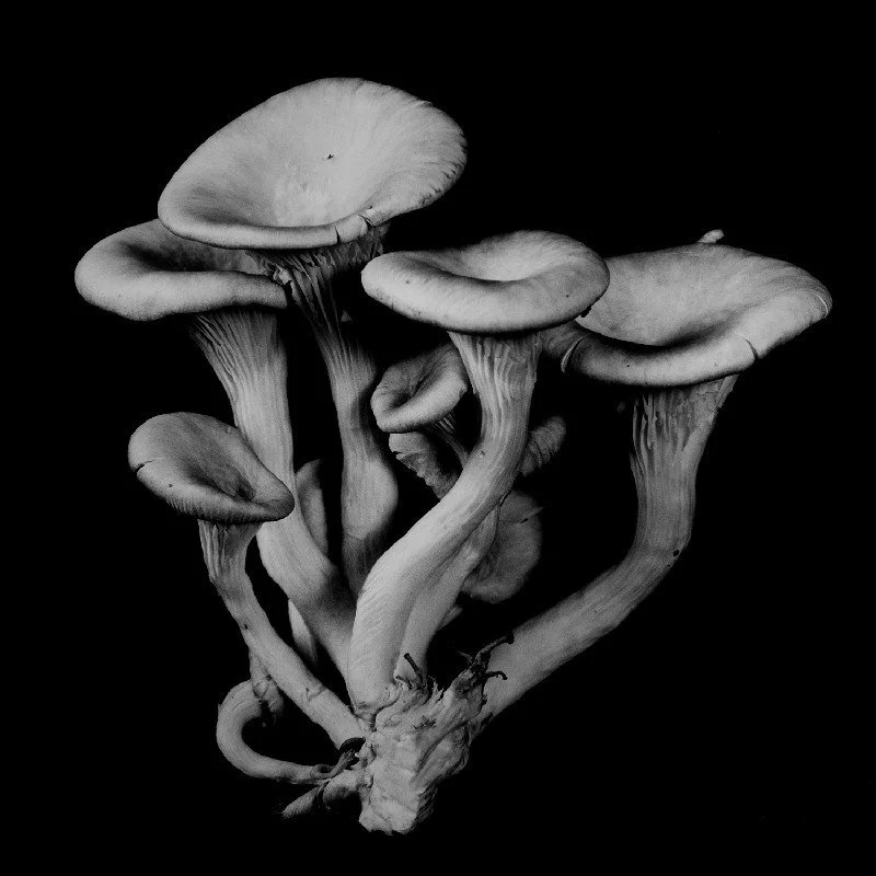 Oyster-Mushroom-16.jpg