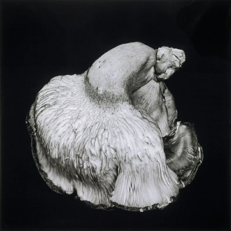 Oyster-Mushroom-43.jpg