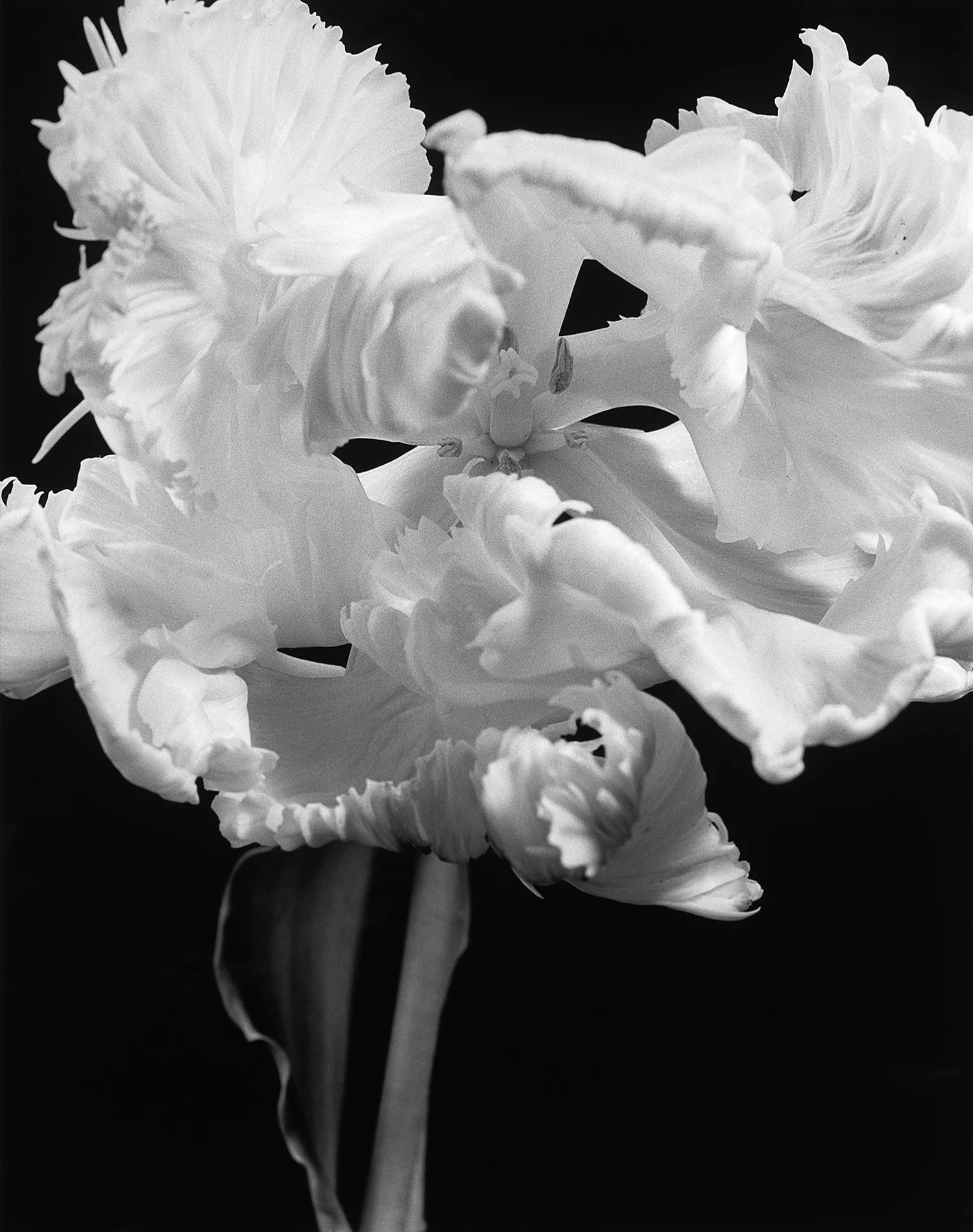 Parrot-Tulip-1.jpg