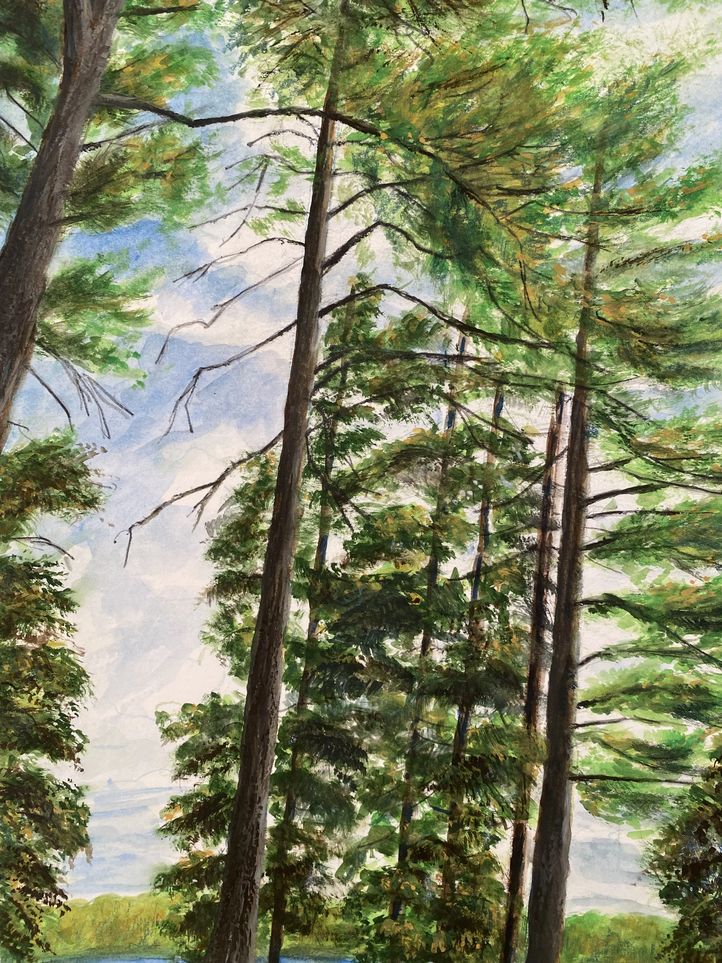 Tall Pines